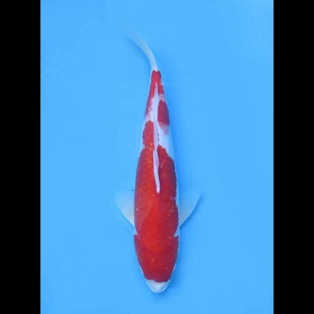 Kohaku - 37Cm