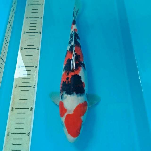 Taisho Sanshoku Jantan 35 cm