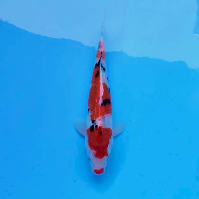 IV. Sanke || 28 cm