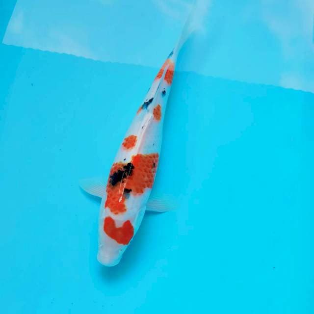 V. Sanke || 35 cm