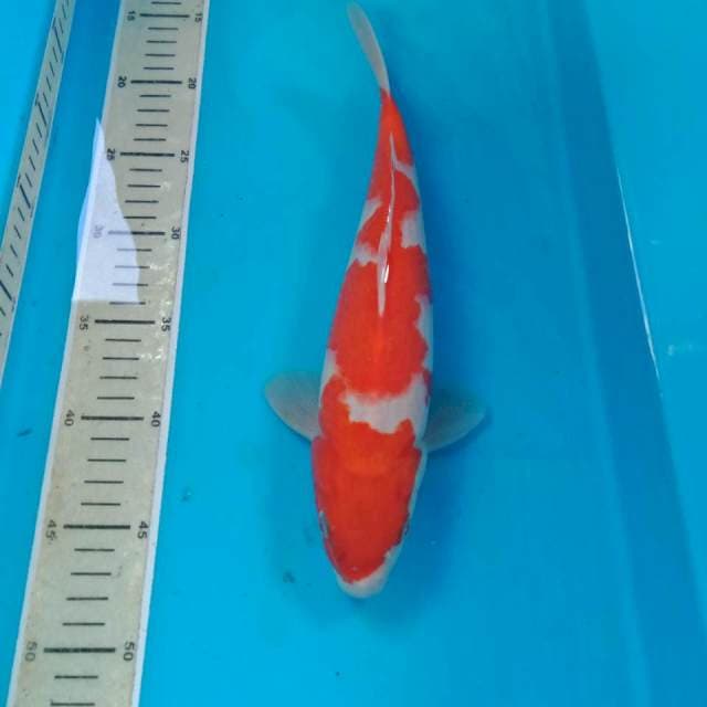 Kohaku Jantan 31 cm