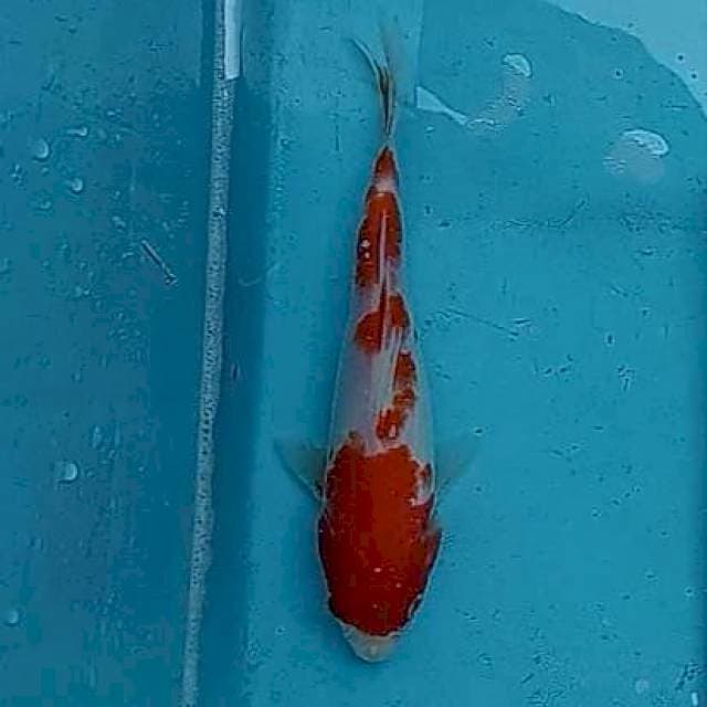 Kohaku import