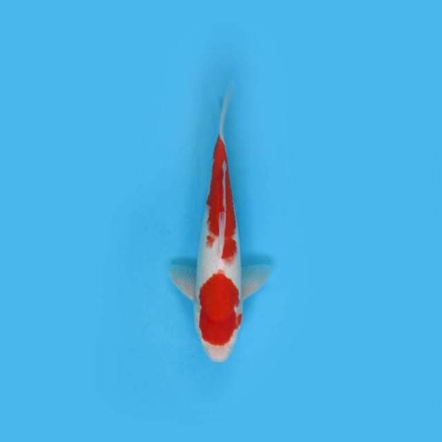 KOHAKU 33 CM