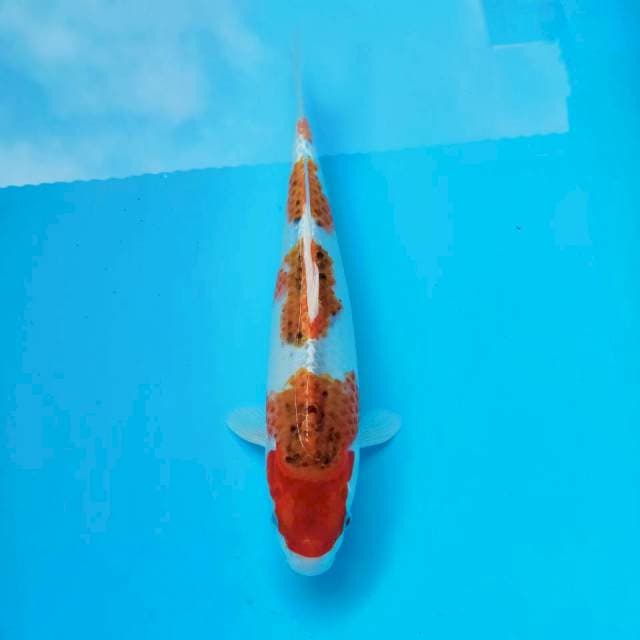 VI. goshiki 4 step || 33 cm