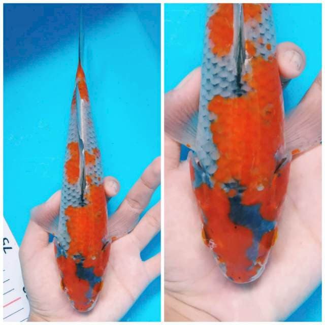 Red Ochiba langka