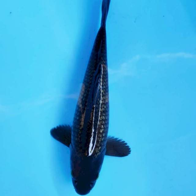 XII. Karasu Ginrin || 31 cm