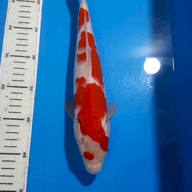 KOHAKU 33 CM