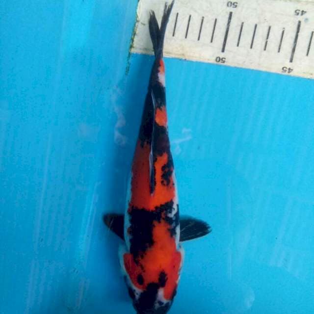 Showa finish 23cm