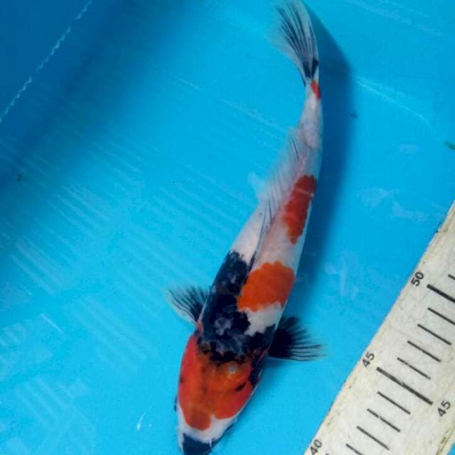 Kindai Showa 24cm