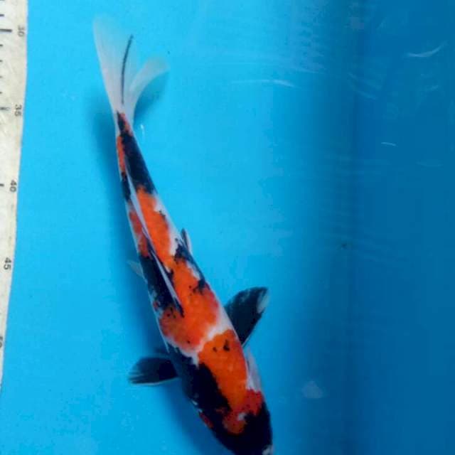 Showa 27cm