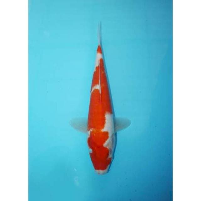 KOHAKU 30 CM