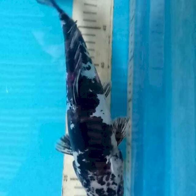 Shiro doitsu murni 29 cm