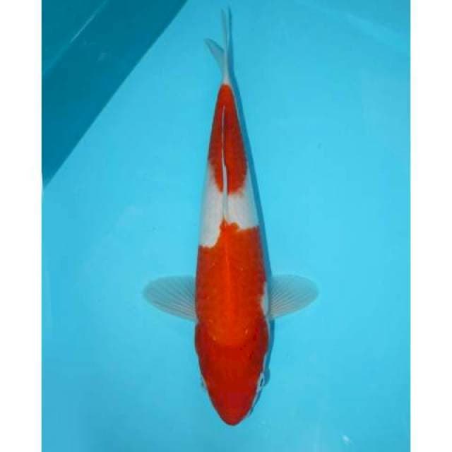 KOHAKU 2 STEP 27 CM