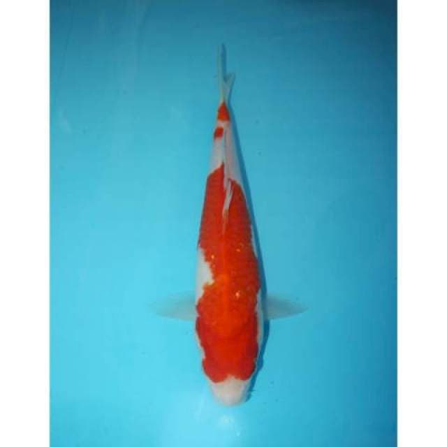 KOHAKU 30 CM