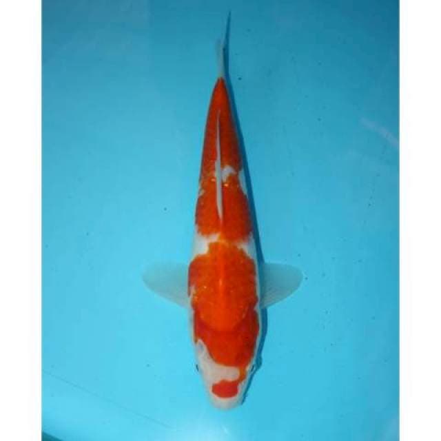 KOHAKU 28 CM