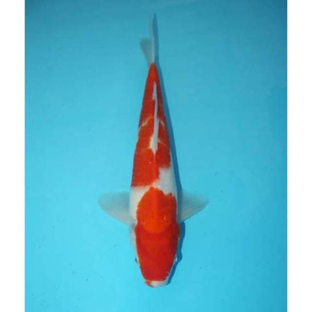 KOHAKU 28 CM