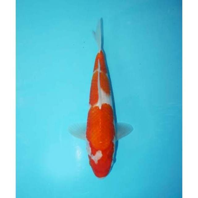 KOHAKU 28 CM