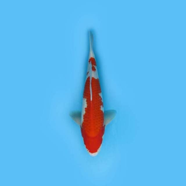 KOHAKU F1 33 CM