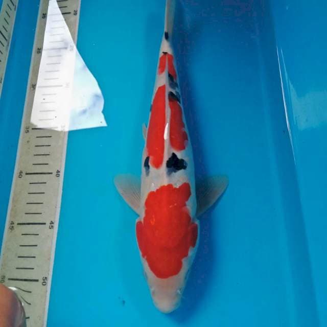 Sanke Aragoke 34 cm