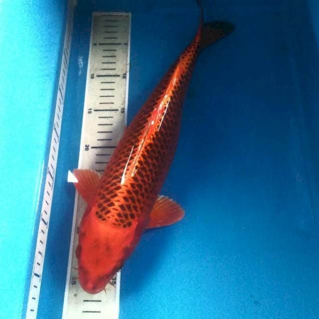 Aka Matsuba 39 cm