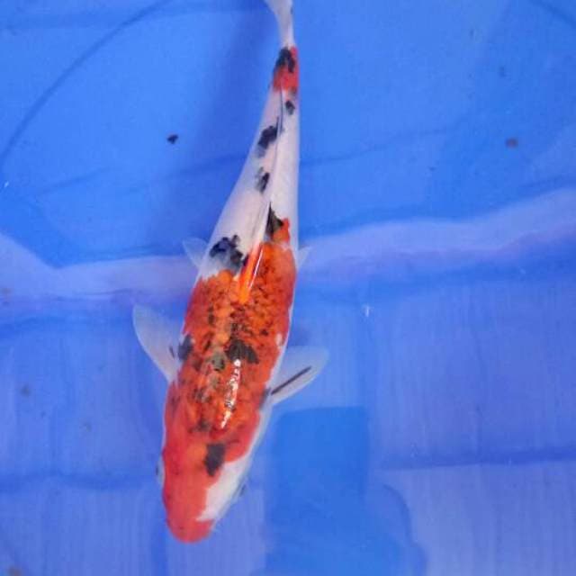 Goromo sanke 30cm
