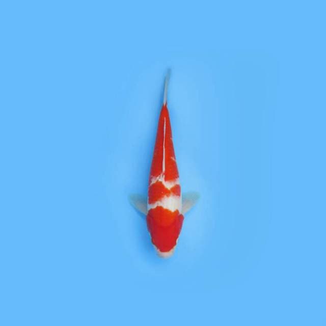 KOHAKU F1 28 CM