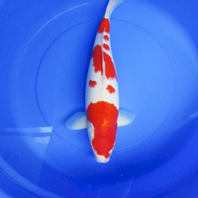 SQ- kohaku 47 cm