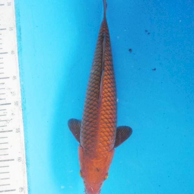 Cagoi Tembaga