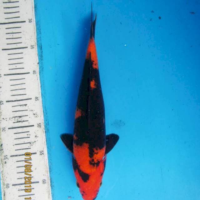 Hi Utsuri Male