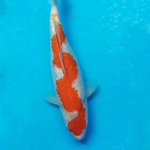 Kohaku inazuma gendut, bulky elek, 29 cm