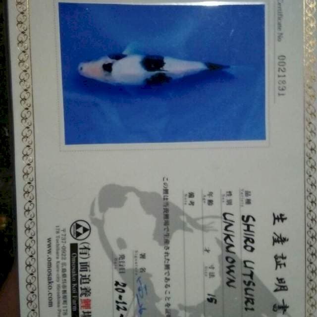 Shiro omosako putih mulus