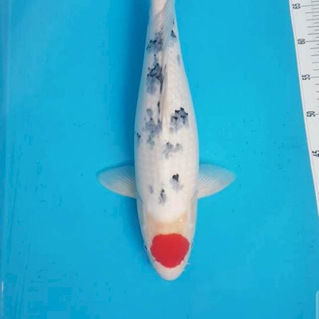 ORIGINAL TANCHO SANKE 48 CM