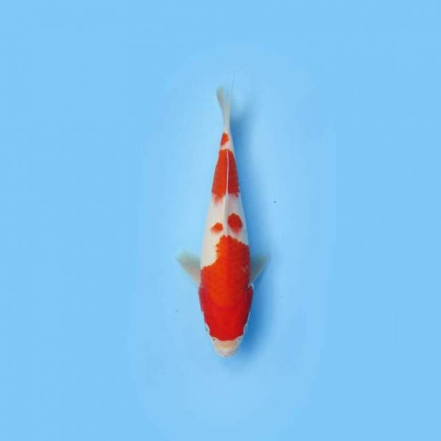 KOHAKU 26 CM