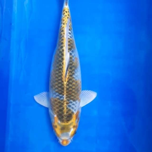 HARIWAKE