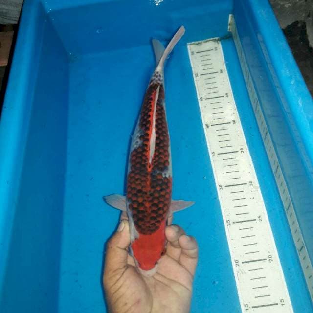 Aigoromo goshiki koleksi unik