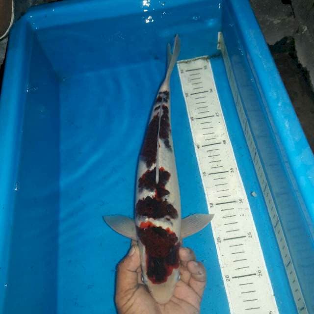 Budho goromo