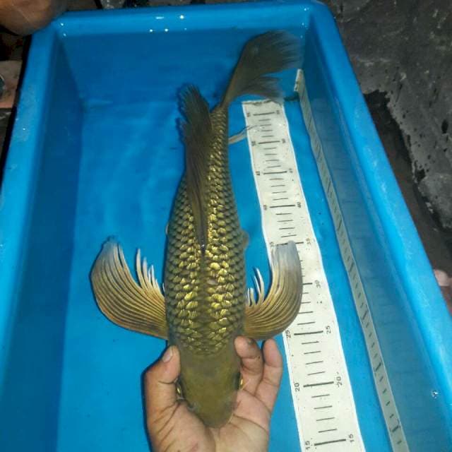 Cagoi full ginrin male ekor pajang bakat jumbo dan punuk