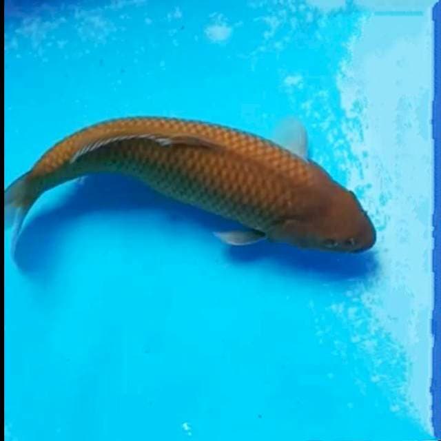 Caghoi male bodi female 30cm