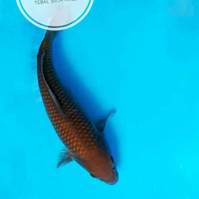 Chagoi male 30cm, jaring tebal rapi, dll