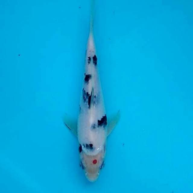 Baby bekko tlenik andeng-andeng 20bu