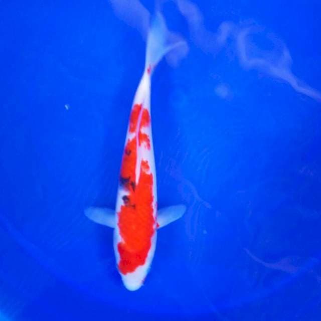 3. Sanke || 25 cm