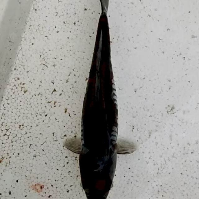 Ochiba aragoke 25cm