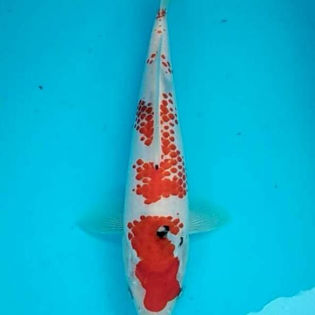 Super kanoko sanke shiroji putih bersih 25bu