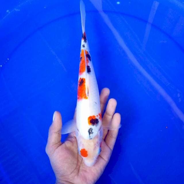 7. Sanke || 27 cm