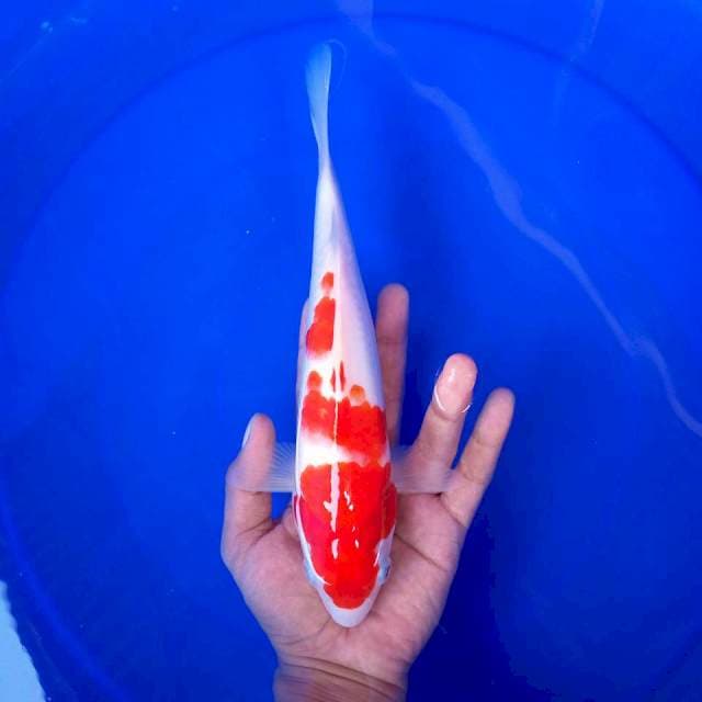 8. Kohaku || 28 cm