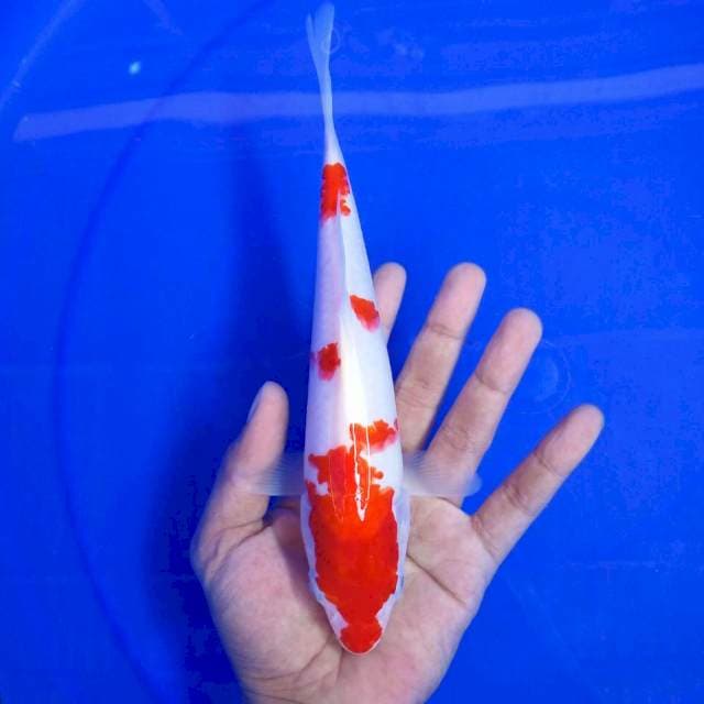 9. Kohaku || 27 cm