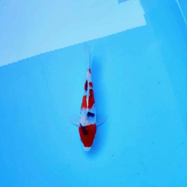 10. Sanke || ± 20 cm