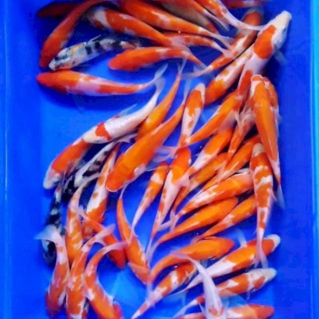 PAKET BAGUS MAYORITAS KOHAKU 250 EKOR LEBIH