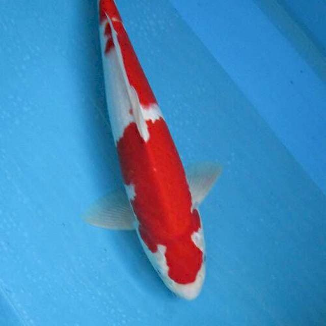 Kohaku merah stronge MALE ±40CM