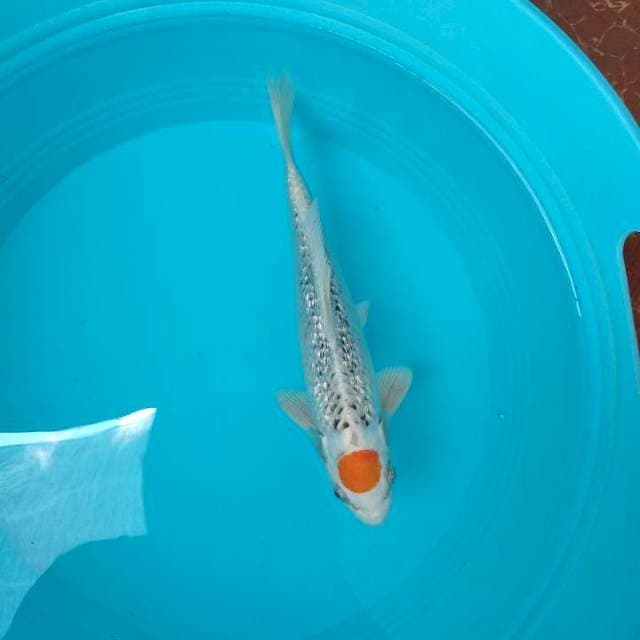 Tanco kujaku gindrin 27cm
